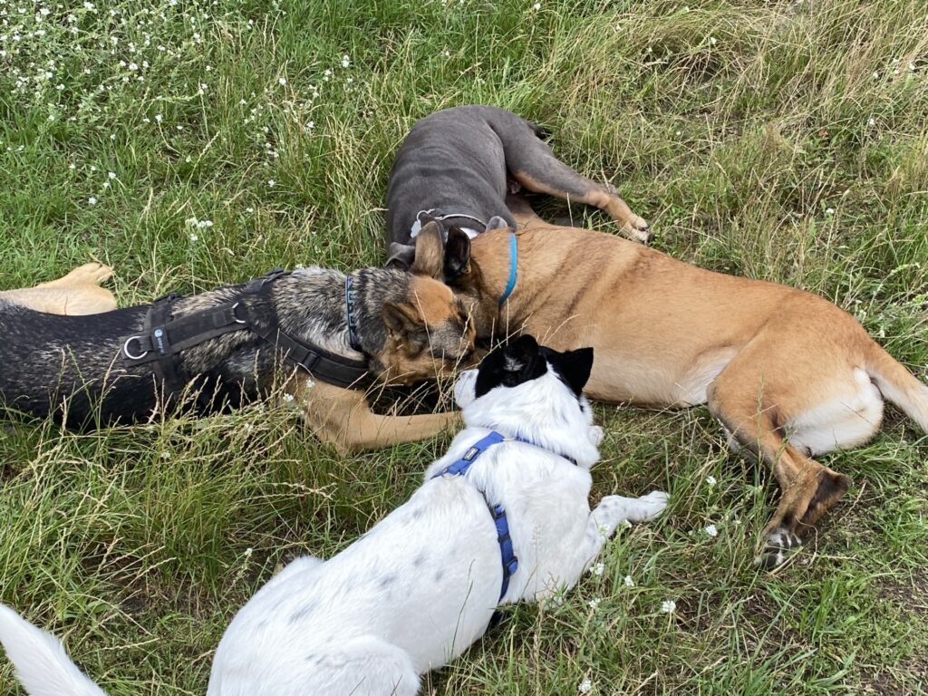 Pfoten-Run.de - Hundeberatung in der Wiese